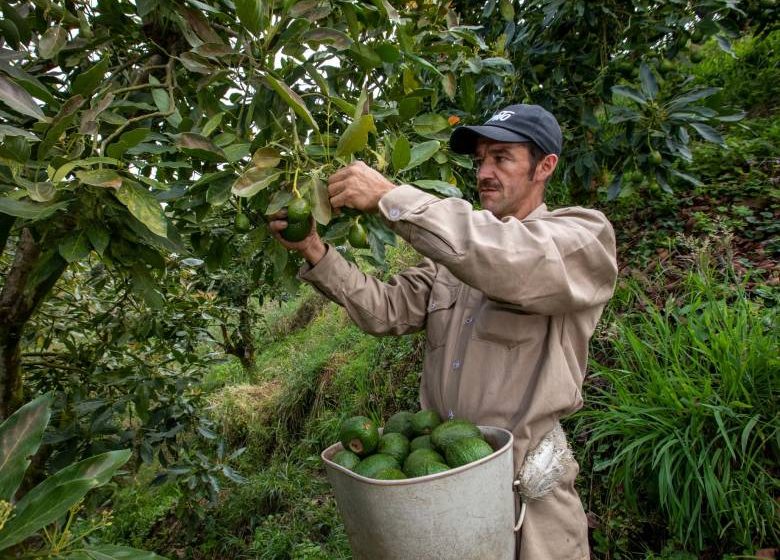  Gobierno asignó $95.000 millones para seguros agropecuarios: así puede acceder