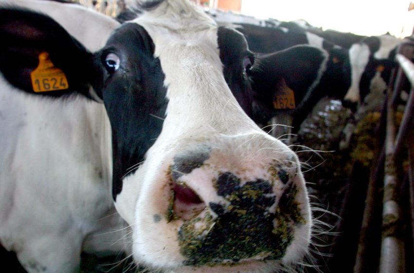  ¿De dónde surgió la enfermedad de las «vacas locas»?