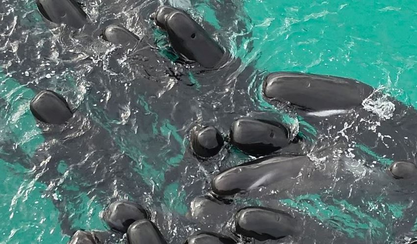  Atención: 100 ballenas piloto quedan varadas en playa de Australia; alrededor de la mitad han muerto
