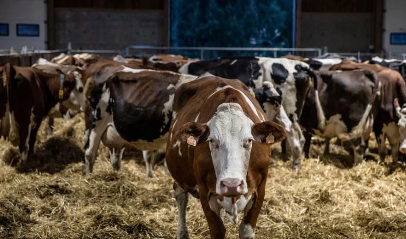  BENEFICIOS DE LAS HARINAS DE ORIGEN ANIMAL COMO SUPLEMENTO ALIMENTICIO PARA GANADO