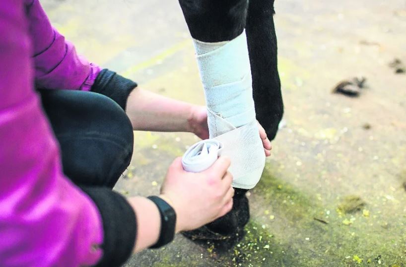  EL BOTULISMO EN CABALLOS, UNA ENFERMEDAD NEUROMUSCULAR QUE PUEDE MATAR AL EQUINO