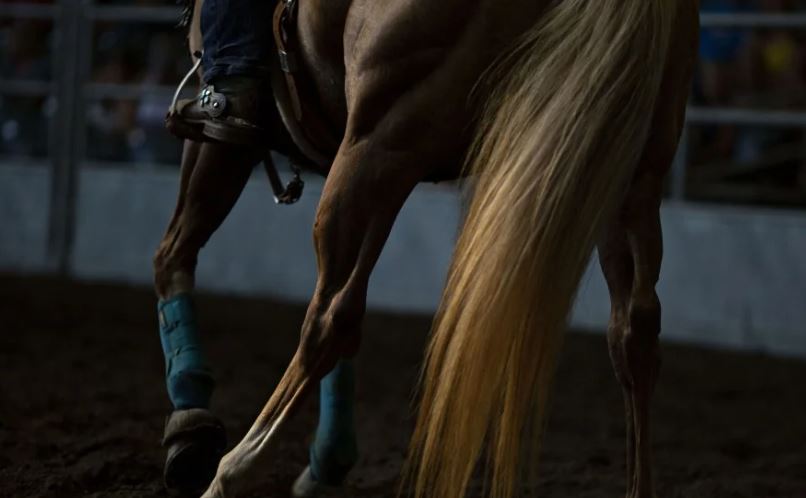  CONOZCA CÓMO DEBE PROCEDER SI SU CABALLO SUFRE UNA CORTADURA O HERIDA EN LAS PATAS