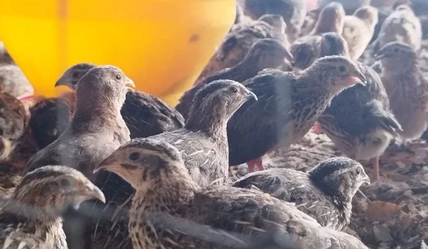  CODORCOL, LA EMPRESA QUE INCORPORÓ UN ROBOT EN LA PRODUCCIÓN DE HUEVOS DE CODORNIZ