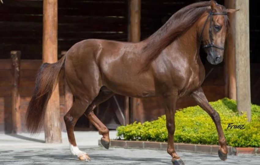  ICA HACE LLAMADO A NOTIFICAR CASOS DE PATOLOGÍAS DE DECLARACIÓN OBLIGATORIA EN ÉQUIDOS