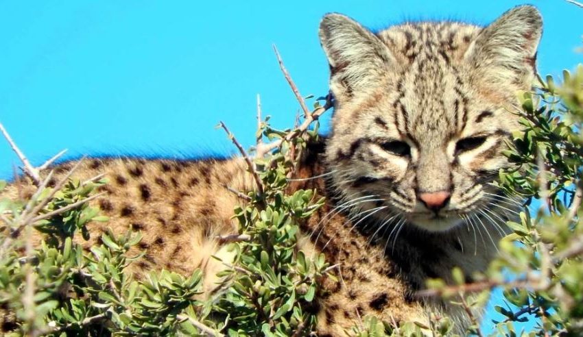  EL GATO DE NARIÑO, NUEVA ESPECIE DE FELINO DE ALTA MONTAÑA DESCUBIERTA POR CIENTÍFICOS