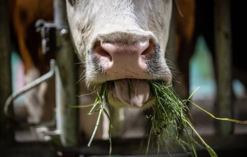  ACTÚE ANTE LOS PROBLEMAS QUE GENERA EL CONSUMO DE SOYA NO COSECHADA EN BOVINOS