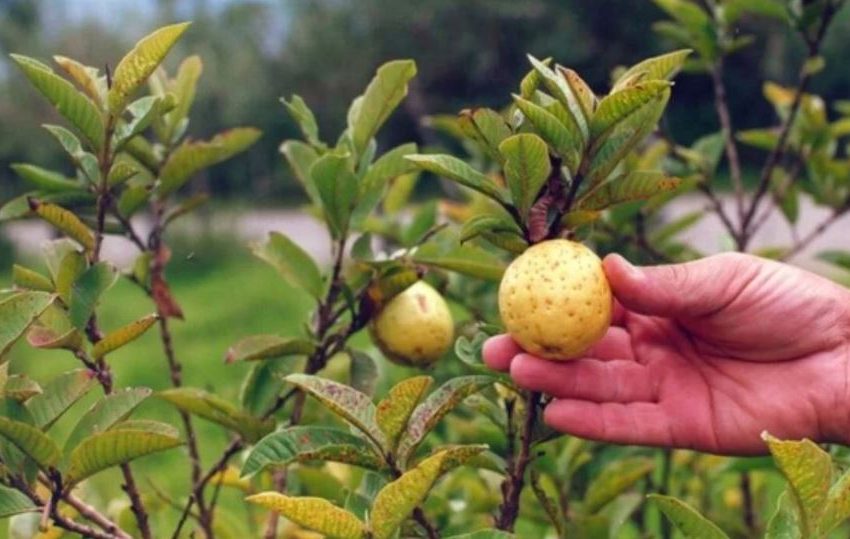  LAS MOLÉCULAS “VERDES” QUE PROTEGEN A SUS CULTIVOS DE ENFERMEDADES Y MEJORAN PRODUCTIVIDAD