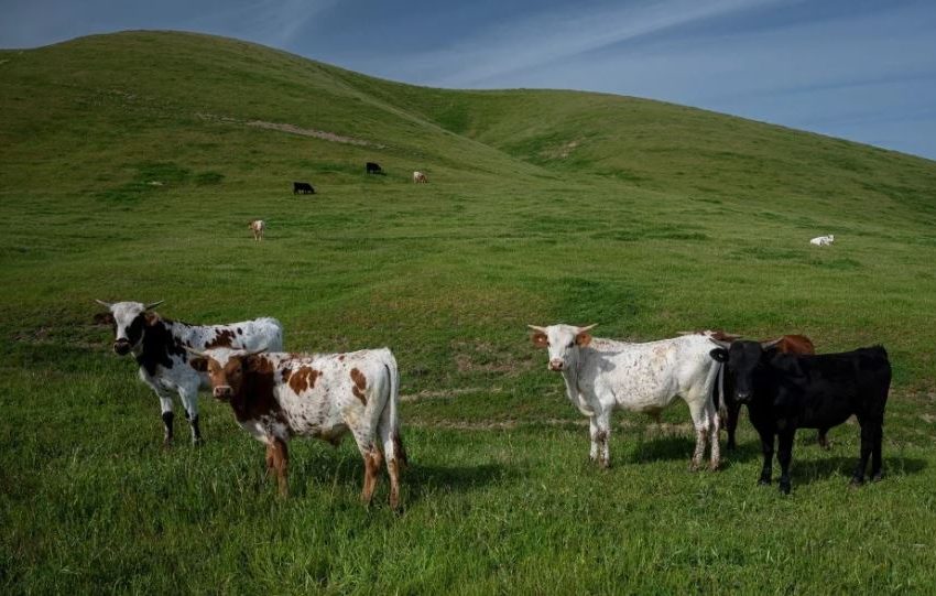  CONSERVE LAS PRADERAS DURANTE EL FENÓMENO DE EL NIÑO PARA ALIMENTAR A SU GANADO