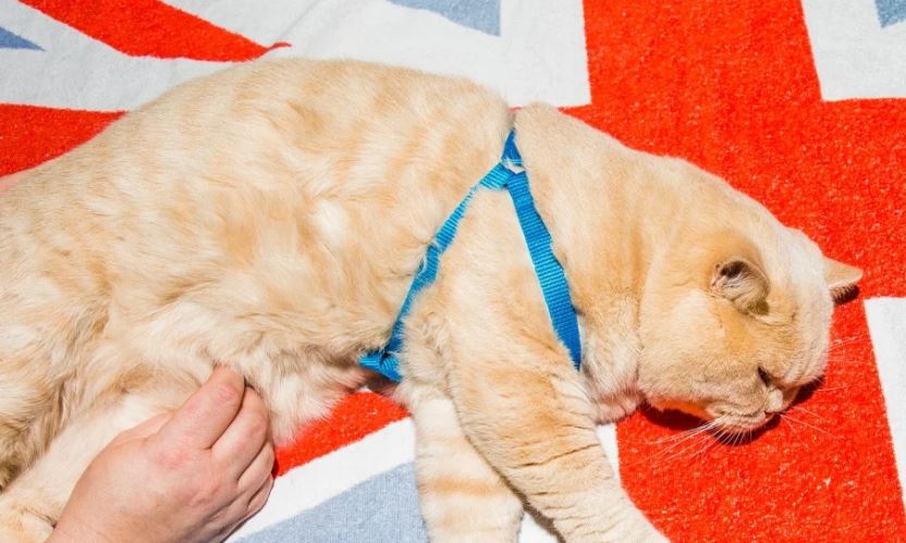  LOS GATOS PERSAS, UNA RAZA FELINA QUE REQUIERE DE CUIDADOS ESPECIALES EN SU SALUD