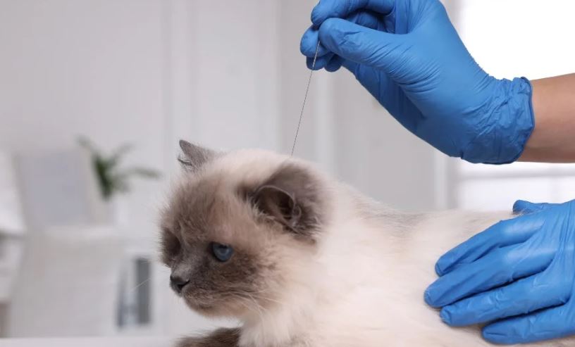  BENEFICIOS DE LA ACUPUNTURA PARA EL TRATAMIENTO DE DOLENCIAS Y PATOLOGÍAS EN MASCOTAS