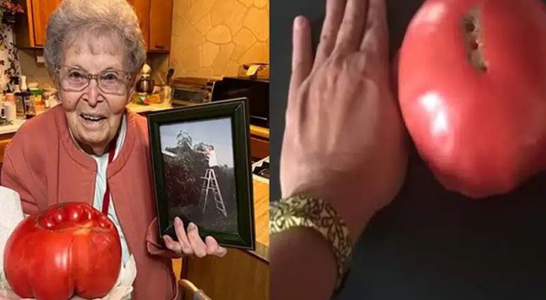  La Increíble Historia de Sybil Gorby: 58 Años Cultivando Tomates Gigantes de una Misma Variedad de Semillas
