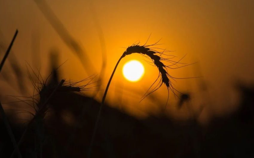  PRECIOS DE LA SOJA SUBEN Y LOS DEL TRIGO BAJAN ANTES DE INFORME DE COSECHA EN EE.UU.