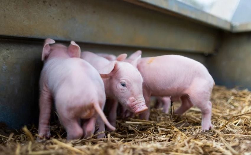  PARVOVIROSIS PORCINA, UNA ENFERMEDAD COMÚN EN LAS GRANJAS QUE MOMIFICA A LOS CERDOS