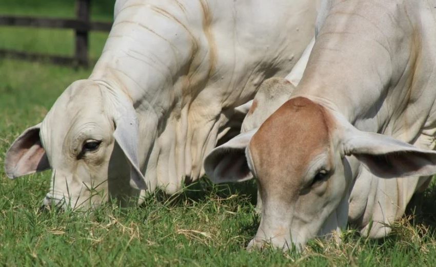  DIFERENCIAS EXISTENTES FRENTE AL USO DE HERBICIDAS ORIGINALES O GENÉRICOS EN GANADERÍA