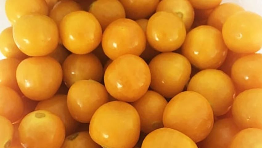  LOS CÁLICES DE UCHUVAS TENDRÍAN UN POTENCIAL PROMETEDOR PARA TRATAR LA DIABETES