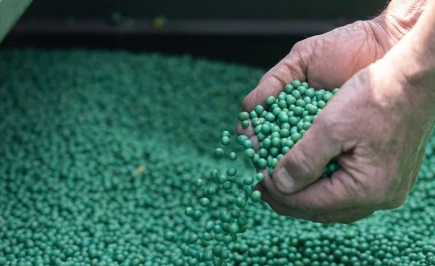  PRECIO DE LA SOJA ESTUVO ESTABLE, MIENTRAS MAÍZ SUBE TRAS REPORTE DE MENOS COSECHAS