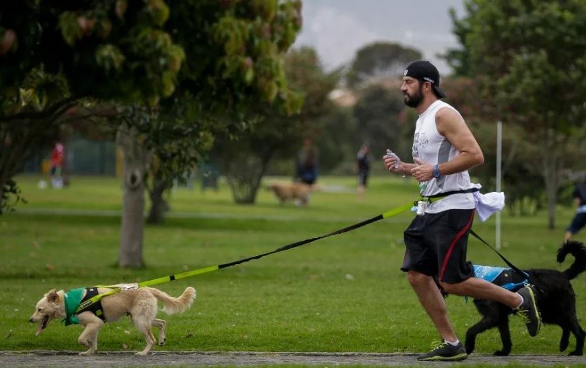  ASÍ AFECTAN LOS SUELOS CALIENTES LAS ALMOHADILLAS UBICADAS EN LAS PATAS DE LOS PERROS
