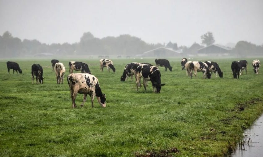  IRLANDA SACRIFICARÍA 200.000 CABEZAS DE GANADO PARA REDUCIR EMISIONES DE EFECTO INVERNADERO