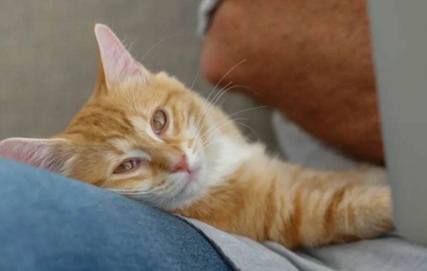  CUIDE A SU GATO DE LA LEUCEMIA FELINA, PRINCIPAL CAUSA DE LA MUERTE DE ESTOS ANIMALES