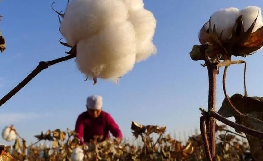  ALGODÓN SUBE A MÁXIMO DE SEIS MESES POR RECORTE DE PRONÓSTICO DE COSECHA EN EE.UU.