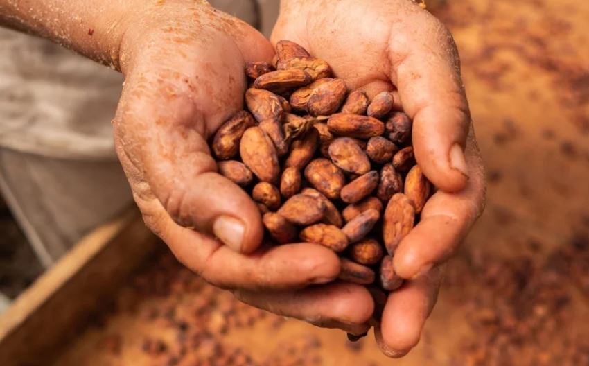  Sector cacaotero proyecta una producción de 126.000 toneladas para final de década