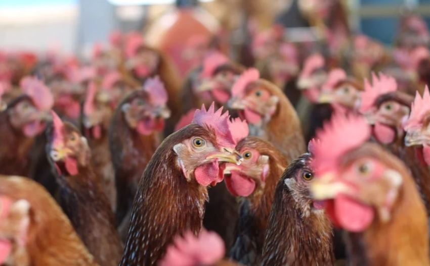  Trámites del sector agrícola por ciberataque al ICA toman hasta el doble de tiempo