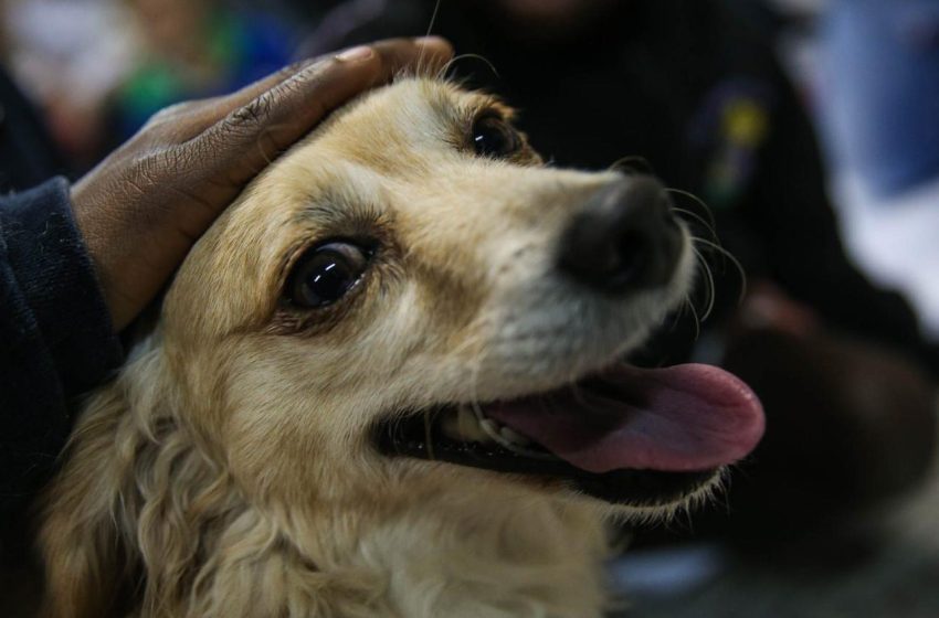  Hasta el 19 de noviembre plazo para firma de referendo en pro de los animales