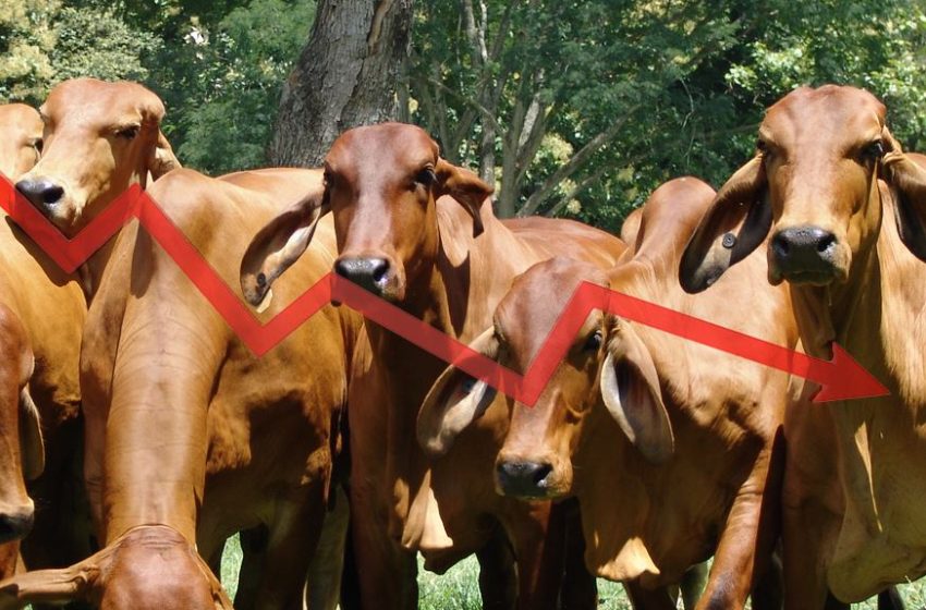  En muchos países del mundo ha bajado el precio del ganado, salvo en estos mercados