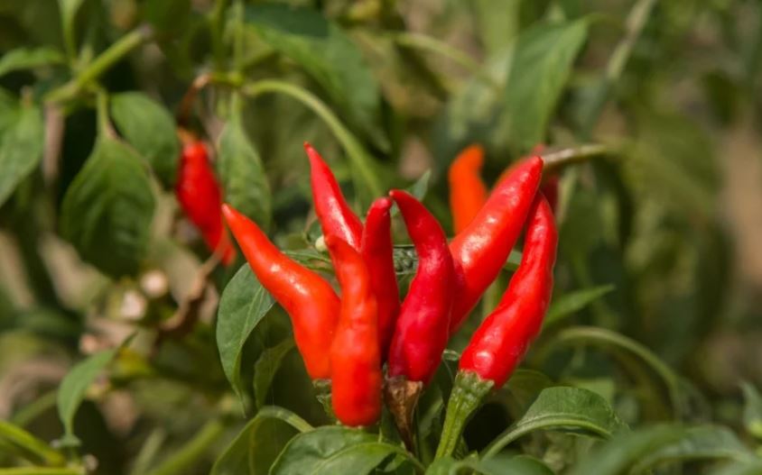  Identifican bacterias que regularían las enfermedades en el cultivo de ají y pimentón