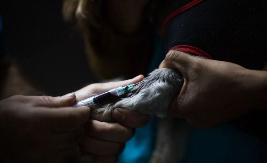  Conozca cómo tratar el gusano parasitario de alta mortalidad en los cachorros