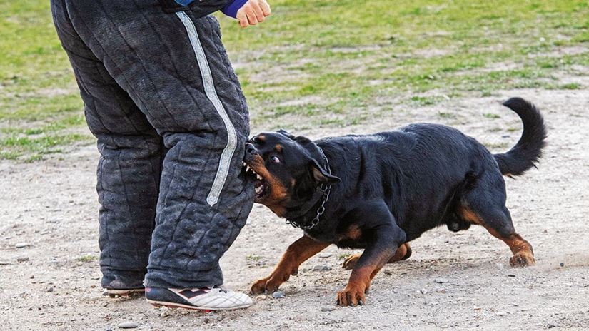  Atención: el Congreso estudiará un proyecto que podría terminar en que, si un perro mata a una persona, su dueño sería procesado por homicidio