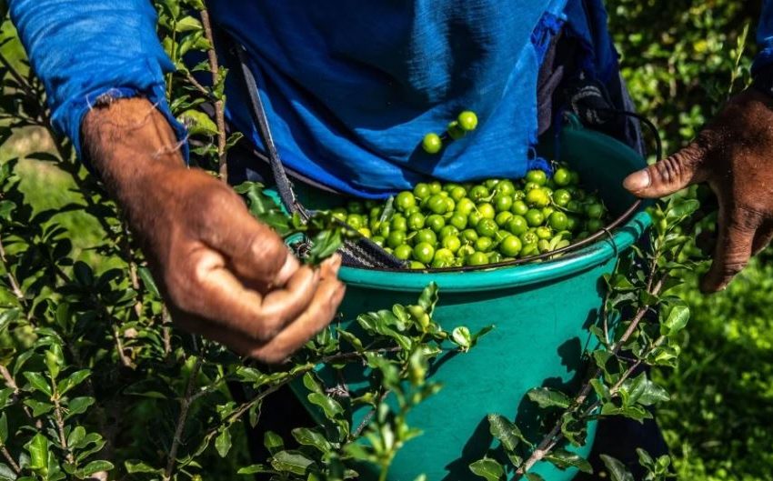  La inflación tendrá un impacto de 15,9% en ingresos de agricultores a nivel mundial