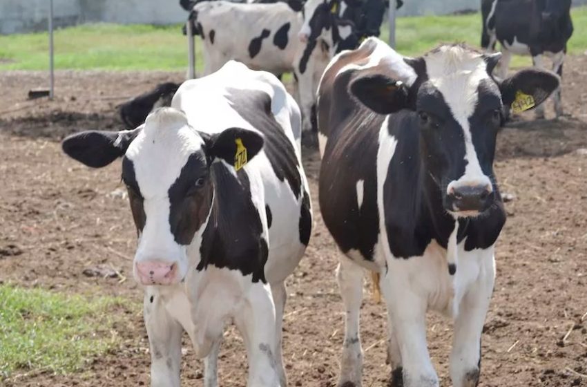  Conozca la vaca que puede soportar altas temperaturas