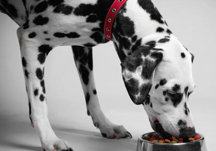  Lo que debe tener en cuenta si acostumbra a incluir arroz en la dieta de su mascota