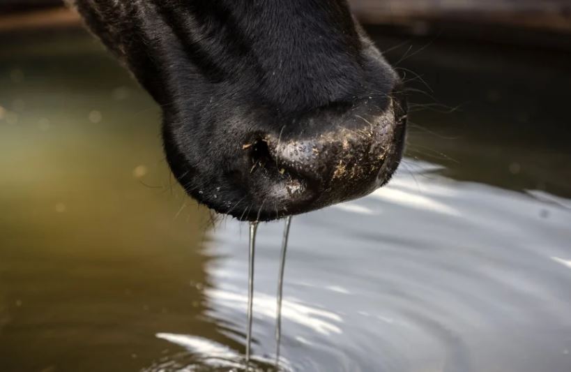  Aprenda cómo identificar de manera temprana la tuberculosis bovina en su ganado