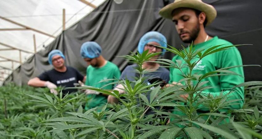  Reforma al uso de adultos al Cannabis en Colombia pasó segundo debate