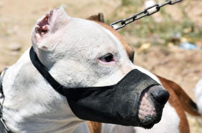  Mujer ordenó a su perro atacar a policías que le pidieron colocarle un bozal